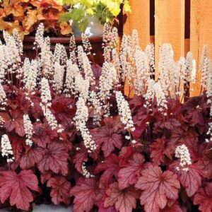 Heucherella Peach Tea plant with dark-veined, silver-dusted, peachy-red foliage and spikes of dainty, cream flowers.