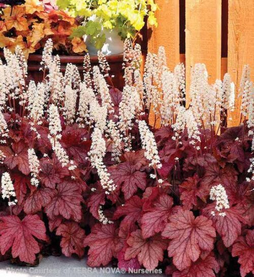 Heucherella Peach Tea plant with dark-veined, silver-dusted, peachy-red foliage and spikes of dainty, cream flowers.