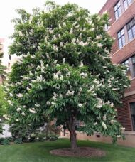 A Horse Chestnut Tree covered in upright spires of white flowers.