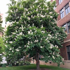 A Horse Chestnut Tree covered in upright spires of white flowers.