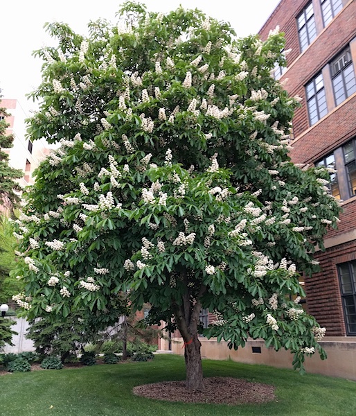 Horse chestnut tree | Aesculus hippocastanum A Horse Chestnut Tree covered in upright spires of white flowers.