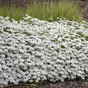 An impressive swath Iberis sempervirens Alexander's White with exceptionally dense white flowers blanketing the plants.