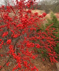 Gorgeous red berries of Ilex Verticillata in the winter.