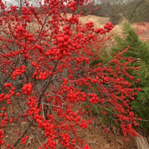 Gorgeous red berries of Ilex Verticillata in the winter.