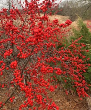 Gorgeous red berries of Ilex Verticillata in the winter.