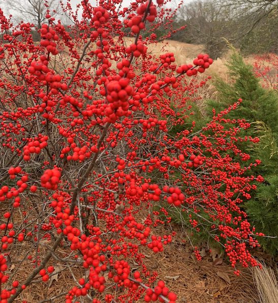 ilex verticillata | Winterberry plant | Winterberry shrub Gorgeous red berries of Ilex Verticillata in the winter.