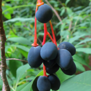 Ovoid, purple Indian Plum fruits hanging from bright red stems.
