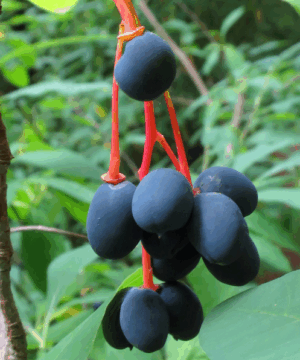 tree | Oemleria cerasiformis | Osoberry Ovoid, purple Indian Plum fruits hanging from bright red stems.