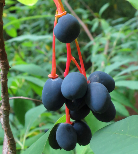 tree | Oemleria cerasiformis | Osoberry Ovoid, purple Indian Plum fruits hanging from bright red stems.