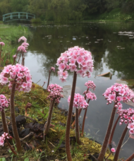 Umbrella-like, pinkish-white, star-shaped flowers on dark burgundy stems of a waterside Indian Rhubarb.