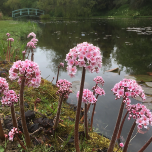 Umbrella-like, pinkish-white, star-shaped flowers on dark burgundy stems of a waterside Indian Rhubarb.