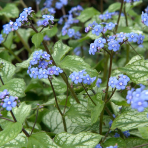 Clusters of small, sky blue flowers of Jack Frost Brunnera on dark stems above silver frosted, heart-shaped green leaves.