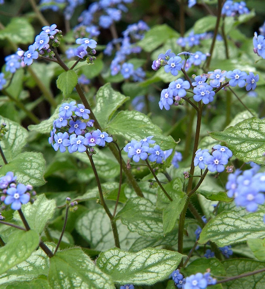 BRIESTA ブリエスタ marble blue NUTS OUTDOOR Jack Frost Brunnera | Jack Frost Siberian Bugloss