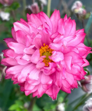 Multilayered pink bloom of the Japanese Anemone plant.