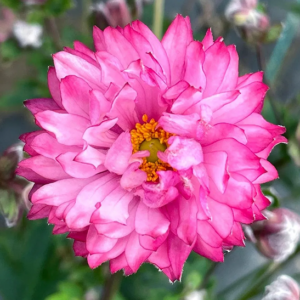 Multilayered pink bloom of the Japanese Anemone plant.
