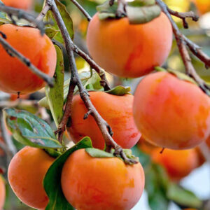 Branches full of Japanese Persimmon tree fleshy, bright orange fruits.