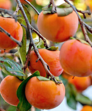 Japanese Persimmon tree | Early Fuyu Kaki Persimmon Branches full of Japanese Persimmon tree fleshy, bright orange fruits.