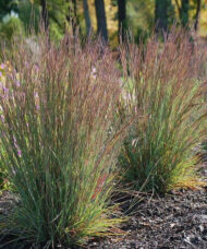 Two tall clumps of Jazz Little Bluestem ornamental grass with narrow, blue-green flat blades and purplish bronze flowers.