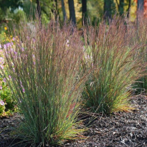 Two tall clumps of Jazz Little Bluestem ornamental grass with narrow, blue-green flat blades and purplish bronze flowers.