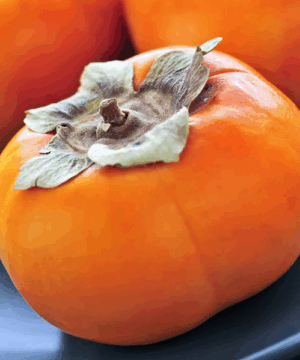 Kaki Persimmon plant | Diospyros kaki 'Early Jiro' Laki Persimmon plant large orange fruit that has a lightly flattened square shape.