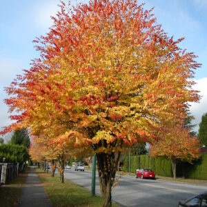 A Katsura Tree with a domed crown and orange and red tipped gold, heart-shaped leaves.