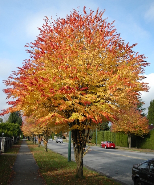 Katsura tree | Cercidiphylllum japonicum A Katsura Tree with a domed crown and orange and red tipped gold, heart-shaped leaves.