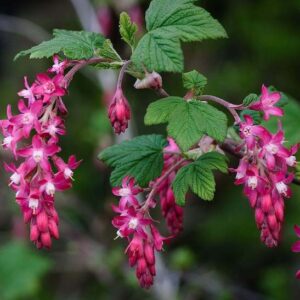 King Edward VII Flowering Currant shrub of palmate leaves and stunning, draping racemes of ruby-red flowers.