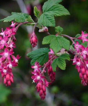 King Edward VII Flowering Currant shrub of palmate leaves and stunning, draping racemes of ruby-red flowers.