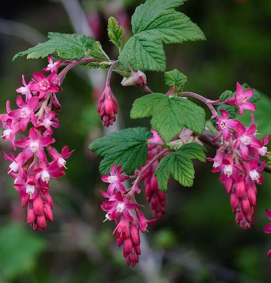 King Edward VII Flowering Currant | Ribes sanguineum 'King Edward VII' King Edward VII Flowering Currant shrub of palmate leaves and stunning, draping racemes of ruby-red flowers.
