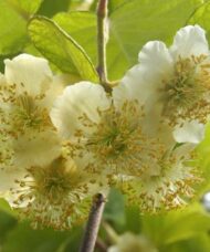 The white male flowers of the Kiwifruit plant.