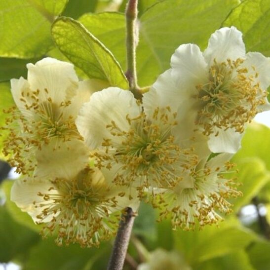 The white male flowers of the Kiwifruit plant.