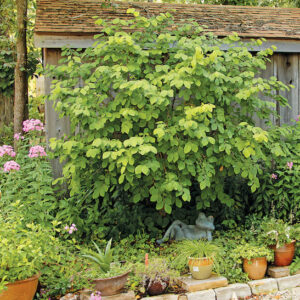 Tall and wide Leatherwood shrub with draping, simple ovoid, shiny yellowish green to green foliage.