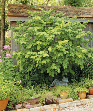 Tall and wide Leatherwood shrub with draping, simple ovoid, shiny yellowish green to green foliage.