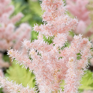Light Pink Astilbe fuzzy flower spike.