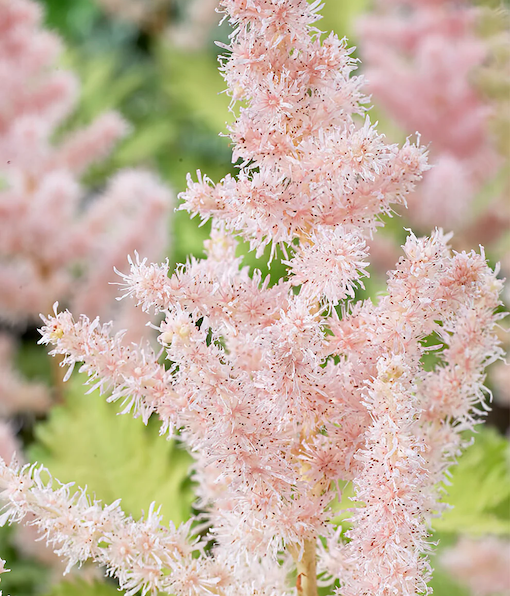 Light Pink Astilbe | Milk and Honey Astilbe Light Pink Astilbe fuzzy flower spike.