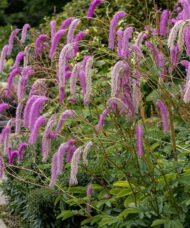 Lilac-squirrel-burnet plant with long, fluffy, pinkish-purple “squirrel tail”, cascading, bottlebrush flowers.