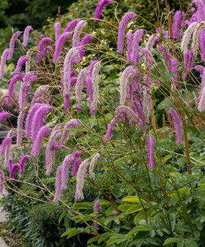 Lilac-squirrel-burnet plant with long, fluffy, pinkish-purple “squirrel tail”, cascading, bottlebrush flowers.