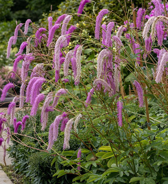 Lilac-squirrel-burnet plant with long, fluffy, pinkish-purple “squirrel tail”, cascading, bottlebrush flowers.
