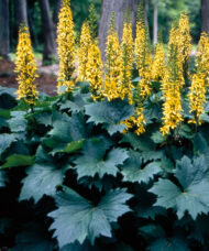 Dwarf Little Rocket Ligularia with tall, narrow spikes of golden flowers on purple stems above deeply-lobed foliage.