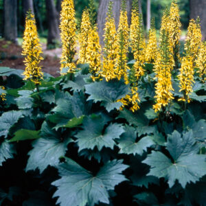 Dwarf Little Rocket Ligularia with tall, narrow spikes of golden flowers on purple stems above deeply-lobed foliage.