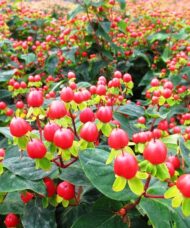 Magic Marbles Red St Johns Wort plant with vibrant red berries.