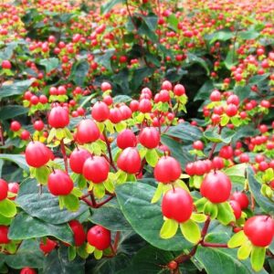 Magic Marbles Red St Johns Wort plant with vibrant red berries.