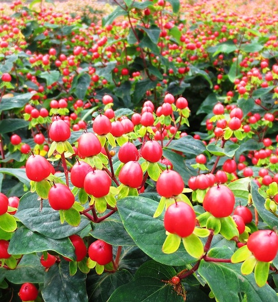 Magic Marbles Red St Johns Wort plant with vibrant red berries.