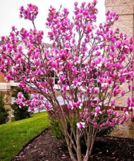 Magnolia Susan tree covered in fuchsia flowers.