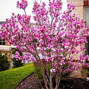 Magnolia Susan tree covered in fuchsia flowers.