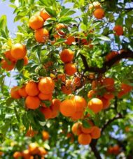 Three Blood Orange Tree fruits with orange, bumpy skin. One is cut open and has striking deep red flesh.