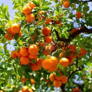Three Blood Orange Tree fruits with orange, bumpy skin. One is cut open and has striking deep red flesh.