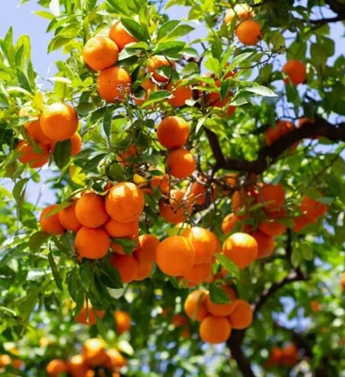 Three Blood Orange Tree fruits with orange, bumpy skin. One is cut open and has striking deep red flesh.