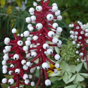 Misty Blue White Baneberry plant with highly ornamental white berries with black eyes, on red stems.