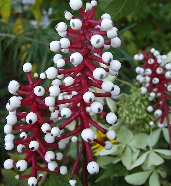 Misty Blue White Baneberry plant with highly ornamental white berries with black eyes, on red stems.